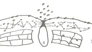 Diagram Berpikir Foucault