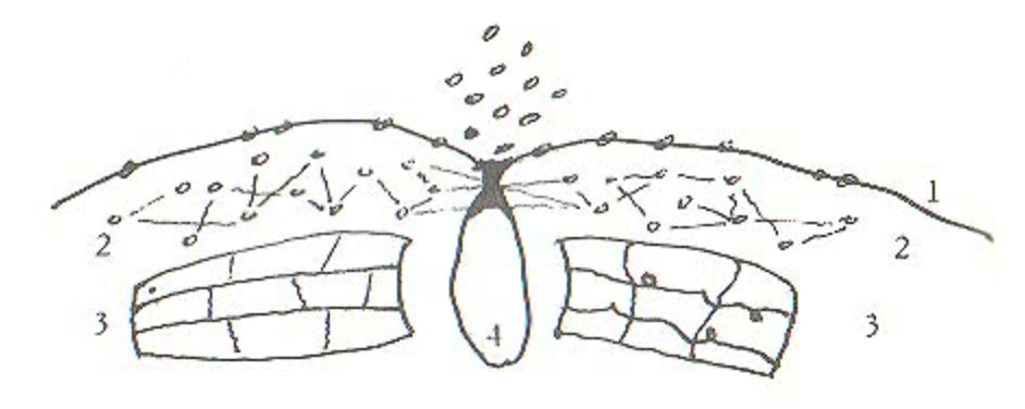 Diagram Berpikir Foucault